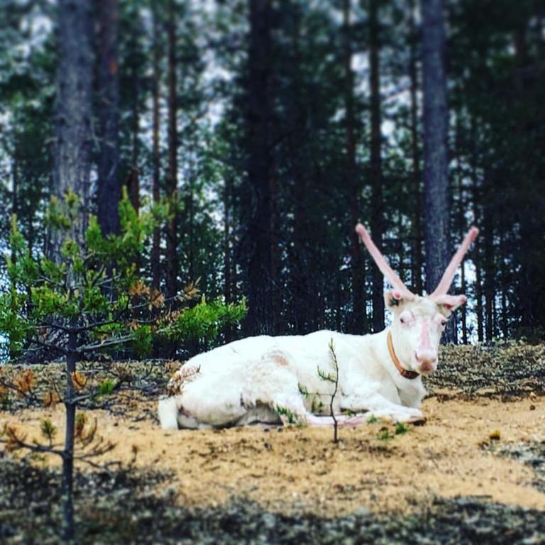 Pyhaen Kortepuolukka Pyhätunturi Exteriér fotografie